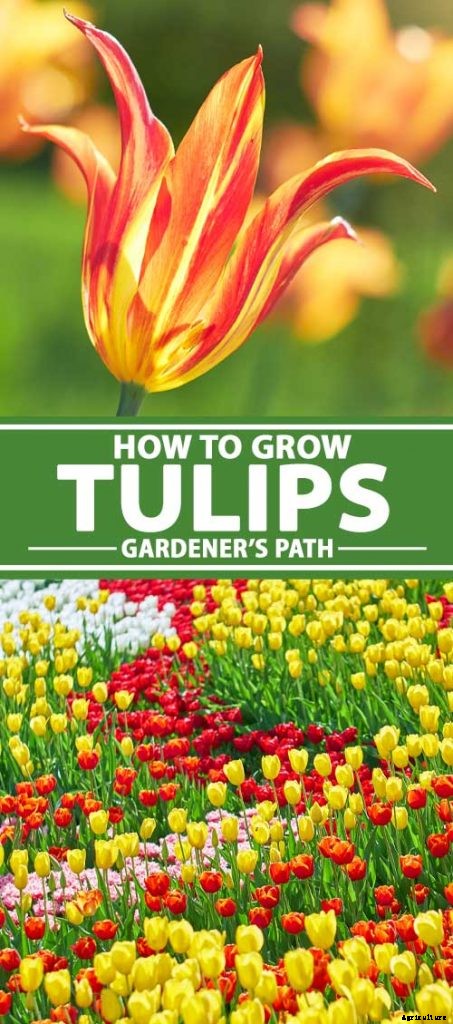 How to Grow and Care for Tulips