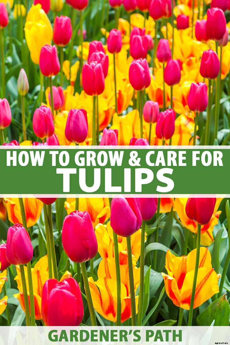 How to Grow and Care for Tulips