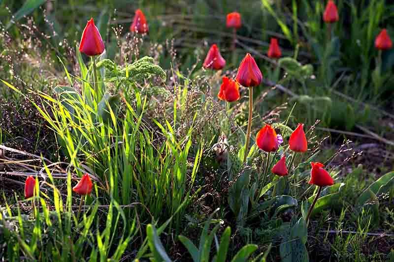How to Grow and Care for Tulips