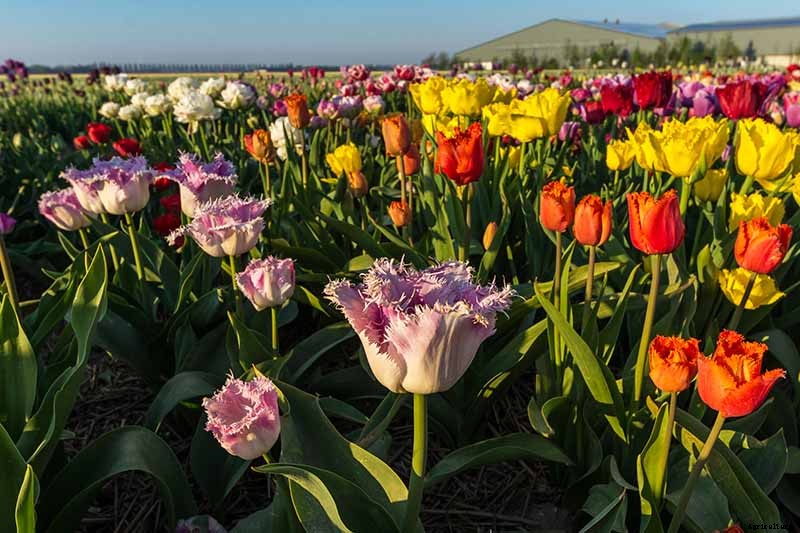 How to Grow and Care for Tulips