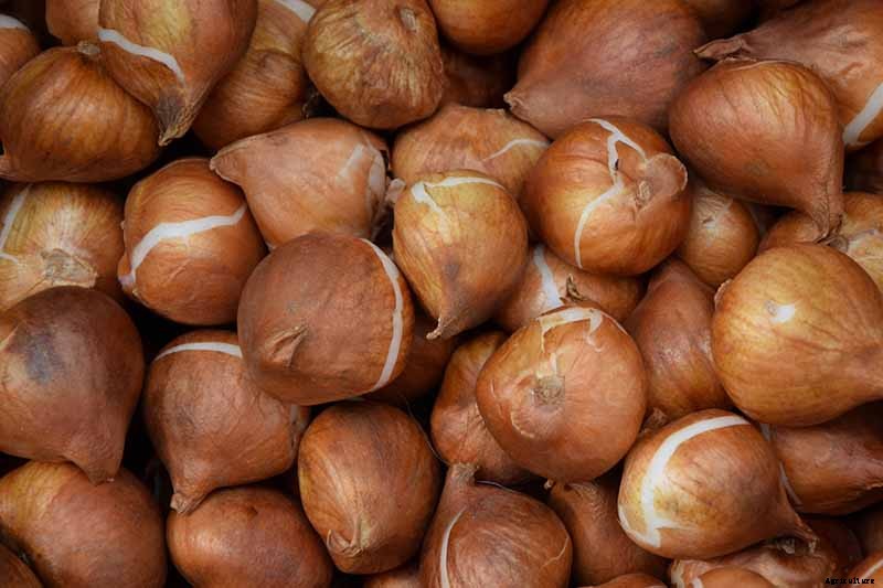 How to Grow and Care for Tulips