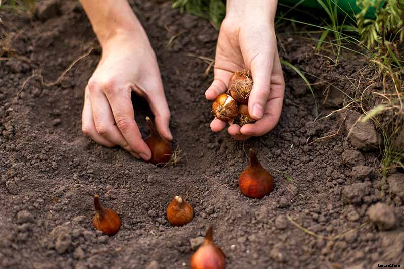 How to Grow and Care for Tulips