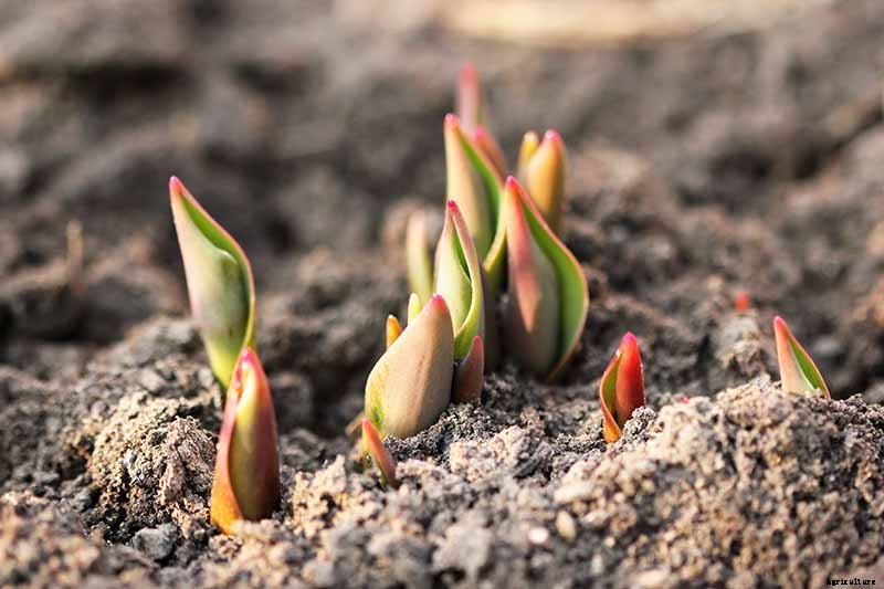 How to Grow and Care for Tulips