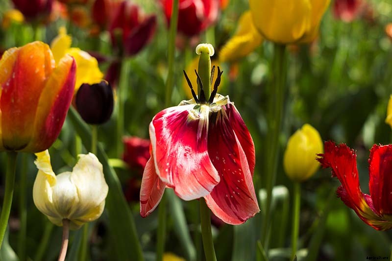 How to Grow and Care for Tulips
