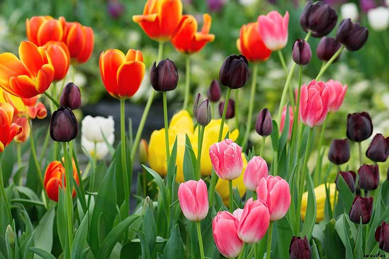How to Grow and Care for Tulips