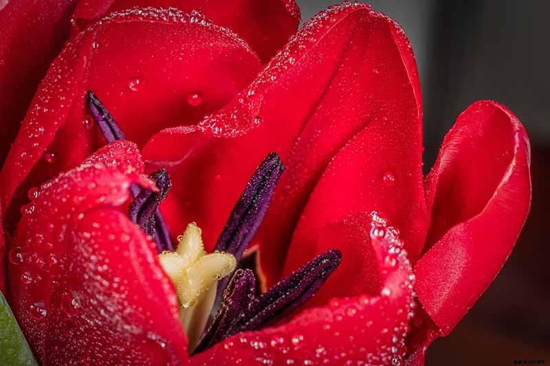 How to Grow and Care for Tulips