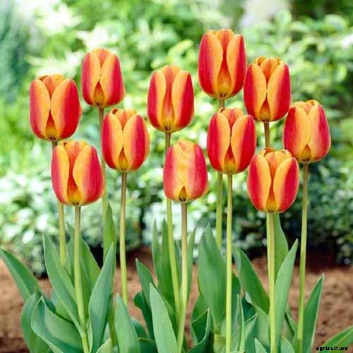 How to Grow and Care for Tulips