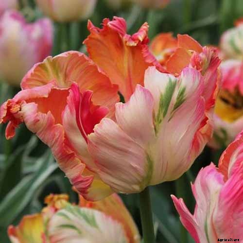 How to Grow and Care for Tulips