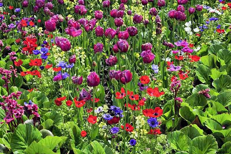 How to Grow and Care for Tulips