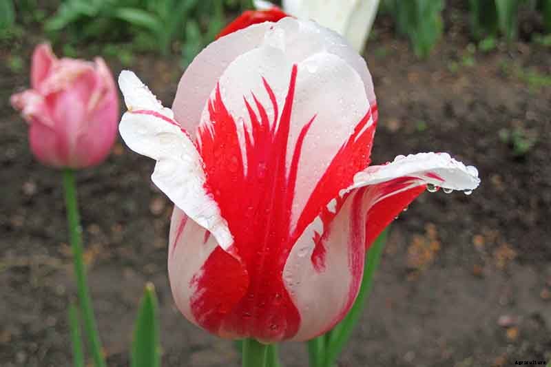 How to Grow and Care for Tulips