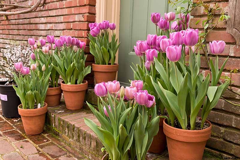 How to Grow and Care for Tulips