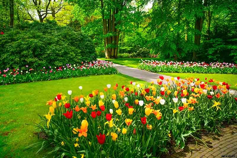 How to Grow and Care for Tulips
