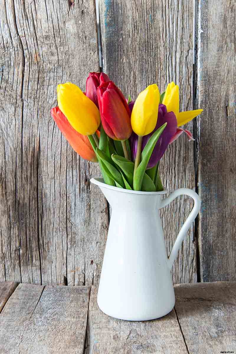 How to Grow and Care for Tulips