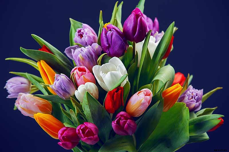 How to Grow and Care for Tulips