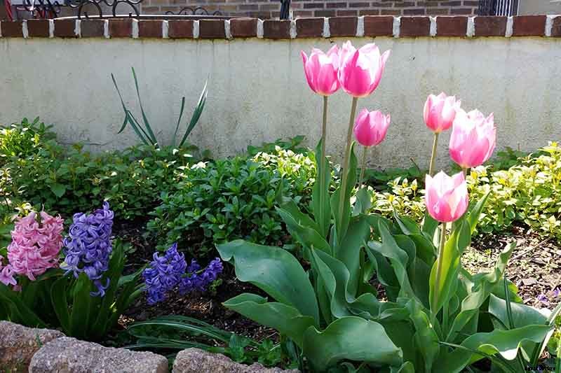 How to Grow and Care for Tulips
