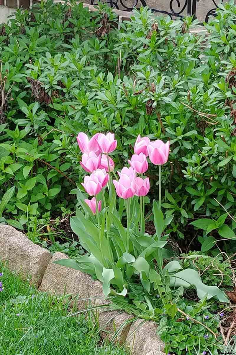 How to Grow and Care for Tulips