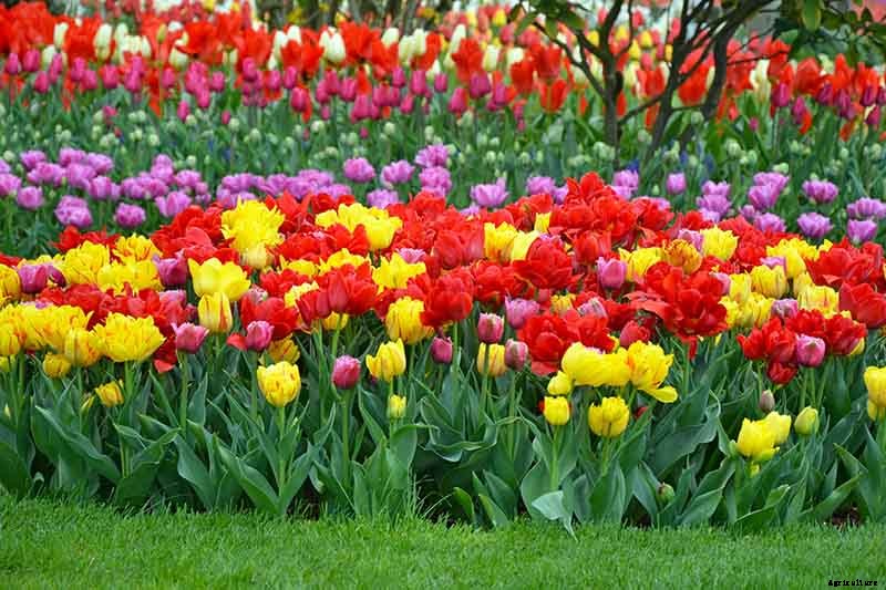How to Grow and Care for Tulips
