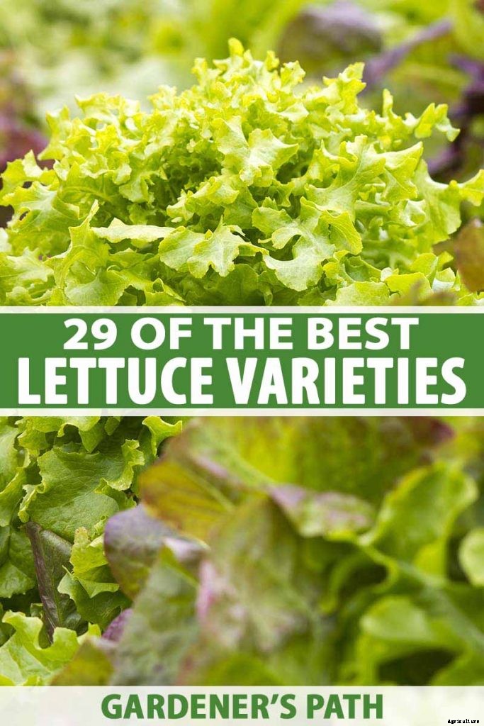 29 of the Best Lettuce Varieties For Your Garden