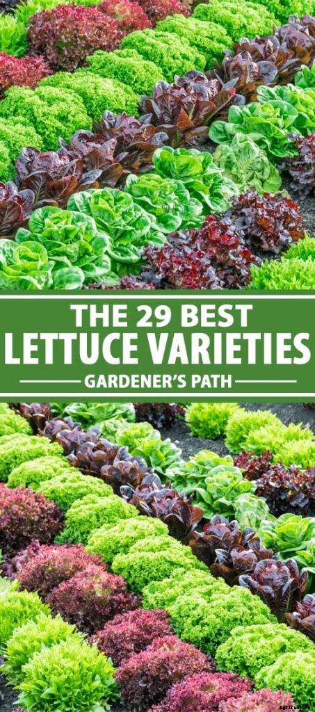29 of the Best Lettuce Varieties For Your Garden