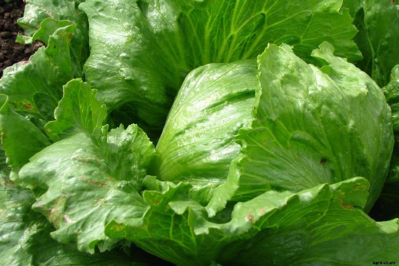 29 of the Best Lettuce Varieties For Your Garden