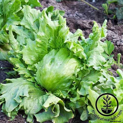 29 of the Best Lettuce Varieties For Your Garden