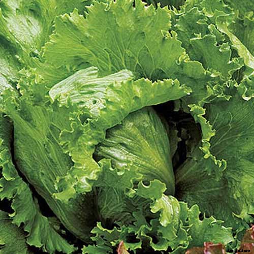 29 of the Best Lettuce Varieties For Your Garden