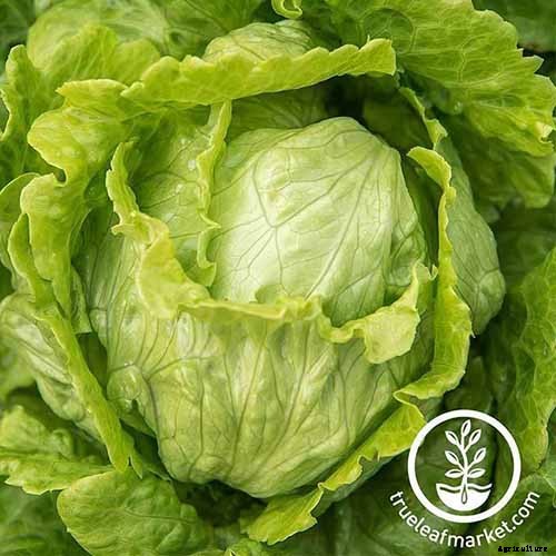 29 of the Best Lettuce Varieties For Your Garden