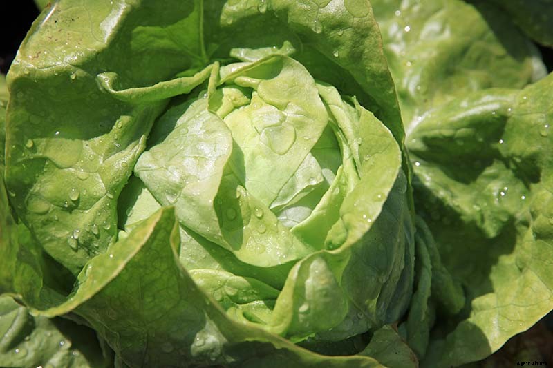 29 of the Best Lettuce Varieties For Your Garden