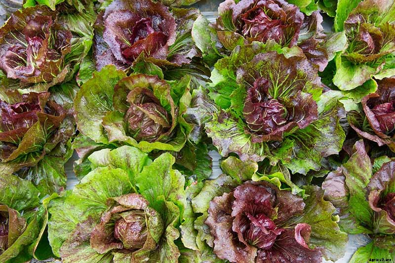 29 of the Best Lettuce Varieties For Your Garden