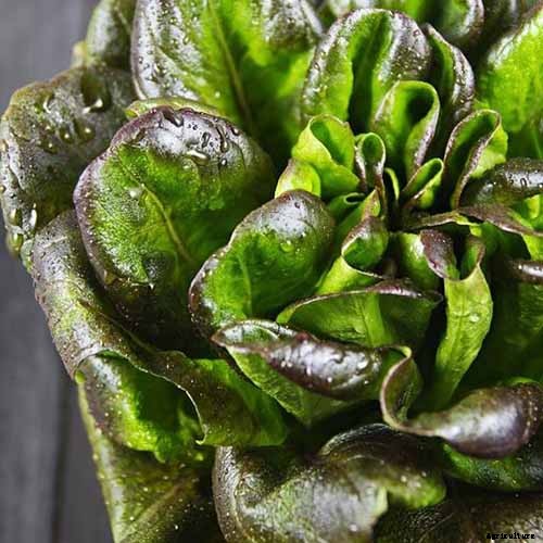 29 of the Best Lettuce Varieties For Your Garden