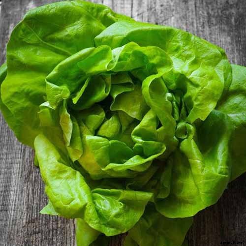 29 of the Best Lettuce Varieties For Your Garden