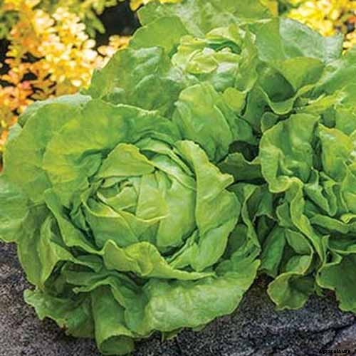 29 of the Best Lettuce Varieties For Your Garden