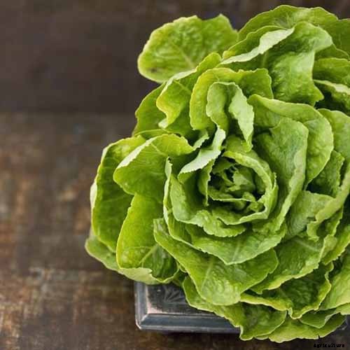29 of the Best Lettuce Varieties For Your Garden