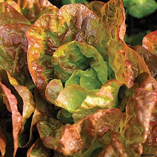 29 of the Best Lettuce Varieties For Your Garden