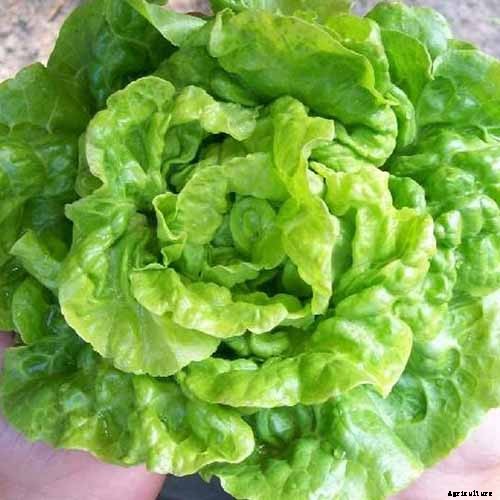 29 of the Best Lettuce Varieties For Your Garden