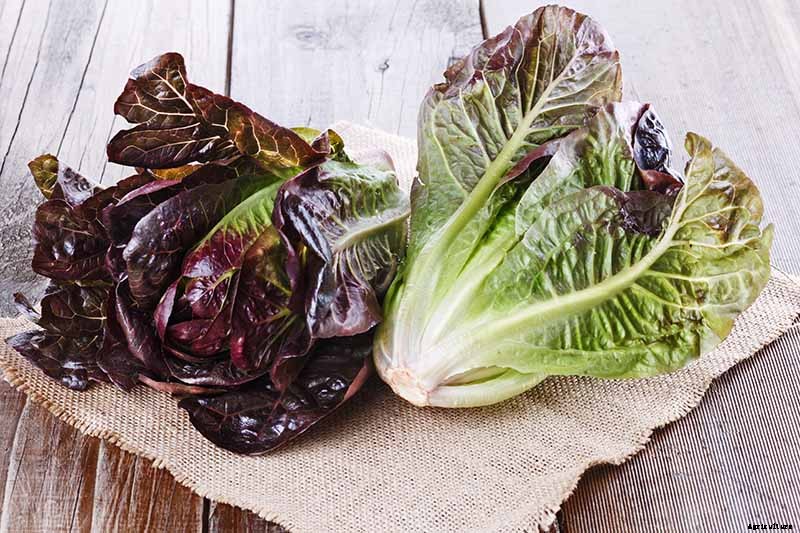 29 of the Best Lettuce Varieties For Your Garden