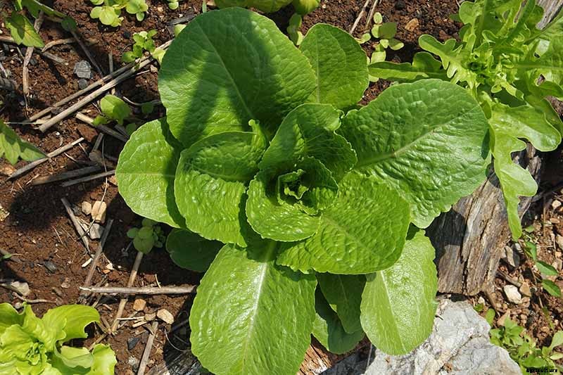 29 of the Best Lettuce Varieties For Your Garden