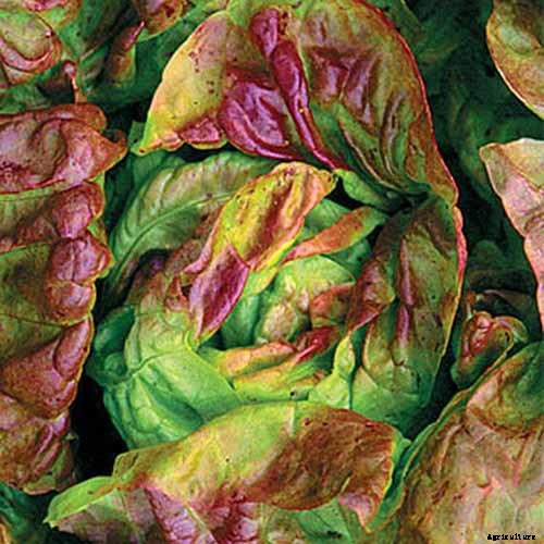 29 of the Best Lettuce Varieties For Your Garden