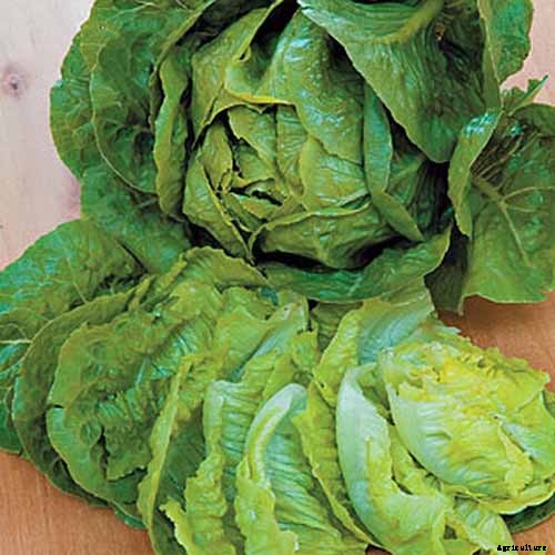 29 of the Best Lettuce Varieties For Your Garden