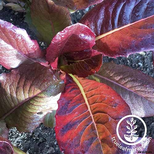 29 of the Best Lettuce Varieties For Your Garden