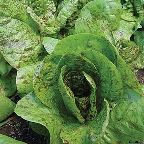 29 of the Best Lettuce Varieties For Your Garden