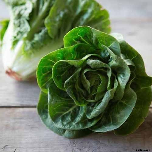29 of the Best Lettuce Varieties For Your Garden