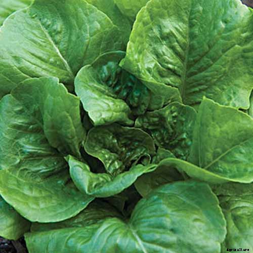 29 of the Best Lettuce Varieties For Your Garden