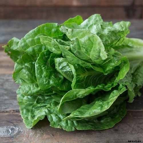 29 of the Best Lettuce Varieties For Your Garden