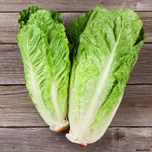 29 of the Best Lettuce Varieties For Your Garden