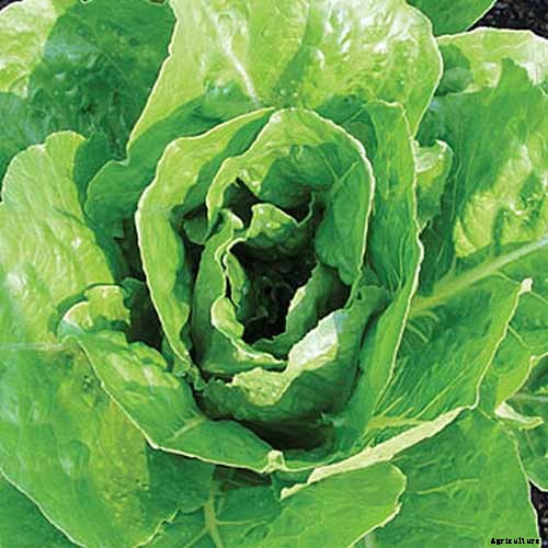 29 of the Best Lettuce Varieties For Your Garden