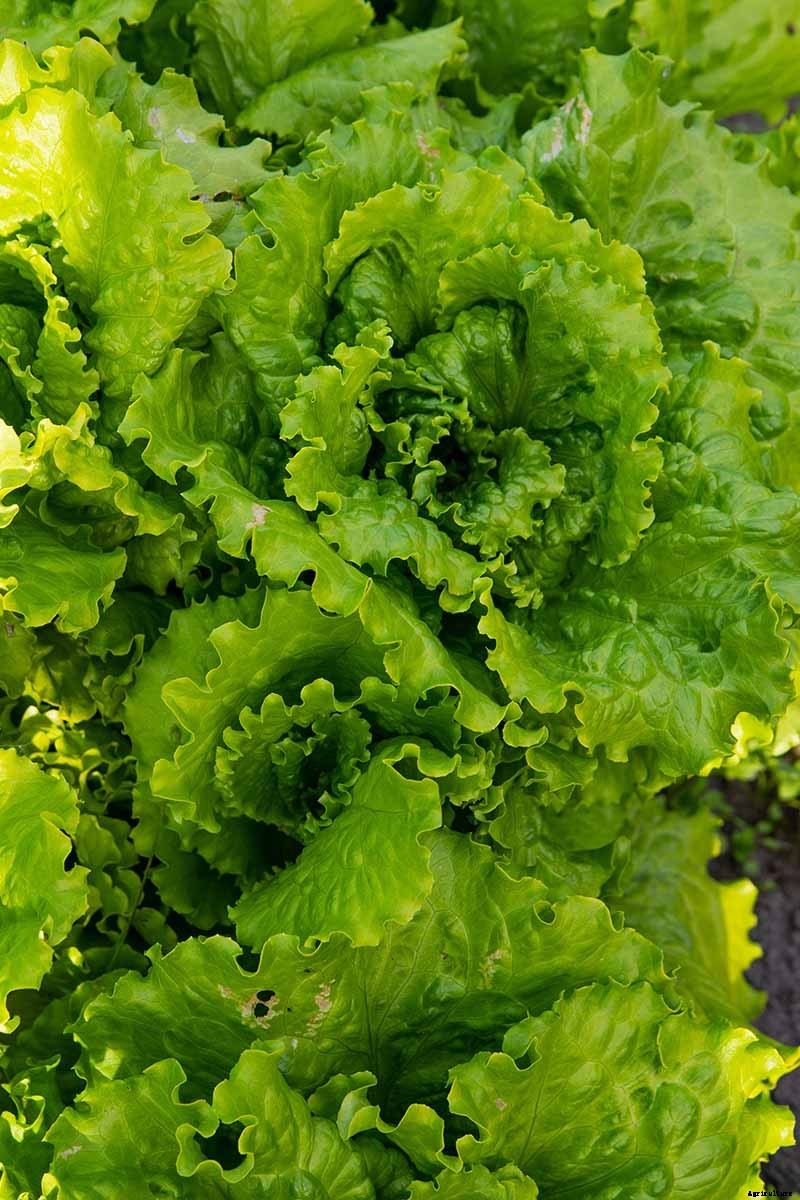 29 of the Best Lettuce Varieties For Your Garden