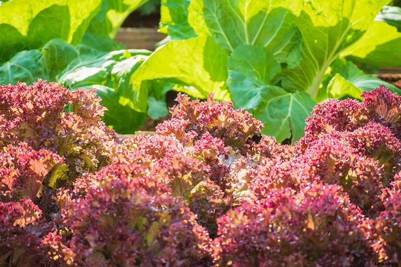 29 of the Best Lettuce Varieties For Your Garden