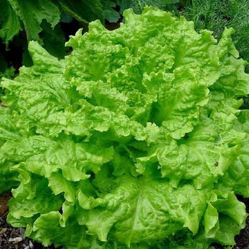 29 of the Best Lettuce Varieties For Your Garden