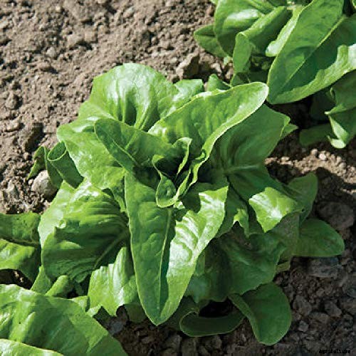 29 of the Best Lettuce Varieties For Your Garden